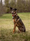 adoptable Dog in ct, CT named TIGRESS