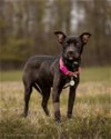 adoptable Dog in district heights, MD named *MARIA