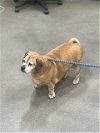 adoptable Dog in ct, CT named *NANDO