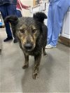 adoptable Dog in district heights, MD named *JESSIE
