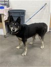 adoptable Dog in district heights, MD named *JANE