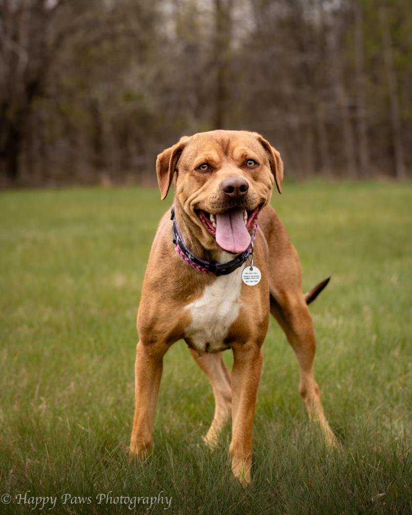 adoptable Dog in District Heights, MD named *SHEEVA