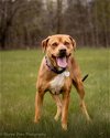 adoptable Dog in district heights, MD named *SHEEVA