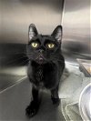 adoptable Cat in ct, CT named *JAZZ