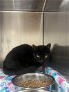 adoptable Cat in ct, CT named *FIONA