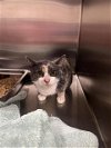 adoptable Cat in , MD named A546750