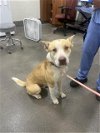 adoptable Dog in , MD named *TOM