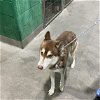 adoptable Dog in district heights, MD named *IVY