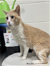 adoptable Cat in , MD named MELO