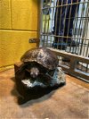 adoptable Turtle in ct, CT named A546806