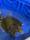 adoptable Turtle in ct, CT named A546807