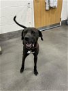 adoptable Dog in district heights, MD named *LEONARDO