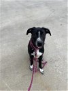 adoptable Dog in district heights, MD named *RONDO