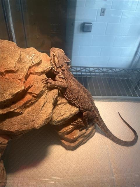 adoptable Lizard in District Heights, MD named *ULTRA