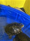adoptable Turtle in ct, CT named A546808