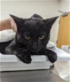 adoptable Cat in district heights, MD named *JELLY