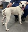 adoptable Dog in district heights, MD named *SOLO