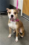adoptable Dog in district heights, MD named *MR. PAWS