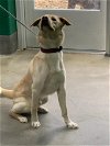 adoptable Dog in district heights, MD named *OMARI