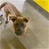 adoptable Dog in district heights, MD named *NEVADA