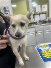 adoptable Dog in district heights, MD named *ROMEO