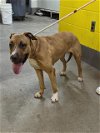 adoptable Dog in district heights, MD named *PRINCESS