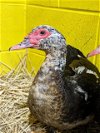 adoptable Duck in ct, CT named *ZOEY
