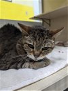 adoptable Cat in ct, CT named BOOTZ