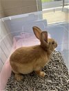 adoptable Rabbit in  named *STARBURST