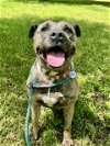 adoptable Dog in , MD named LOLO