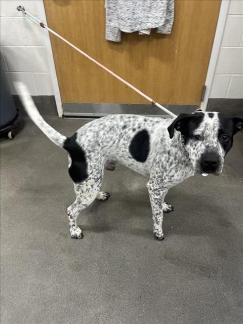 adoptable Dog in District Heights, MD named *SPIRIT