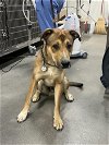 adoptable Dog in district heights, MD named *MARLEY