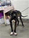 adoptable Dog in district heights, MD named *NARUTO