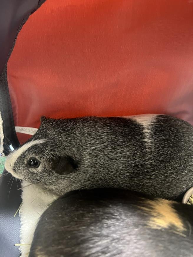 adoptable Guinea Pig in District Heights, MD named PJ