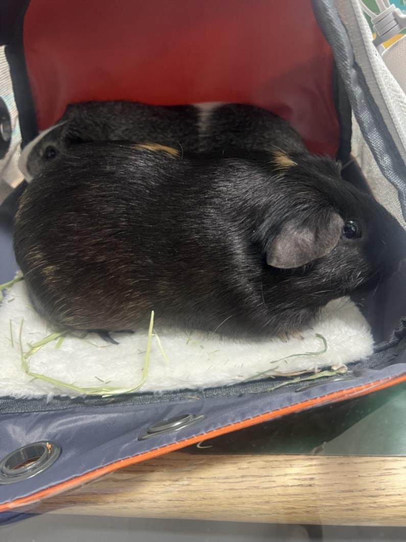 adoptable Guinea Pig in District Heights, MD named DJ