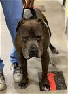 adoptable Dog in , MD named LEO