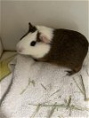 adoptable Guinea Pig in district heights, MD named *MOLLY