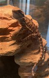adoptable Lizard in district heights, MD named *PETRIE