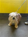 adoptable Dog in  named CANDY