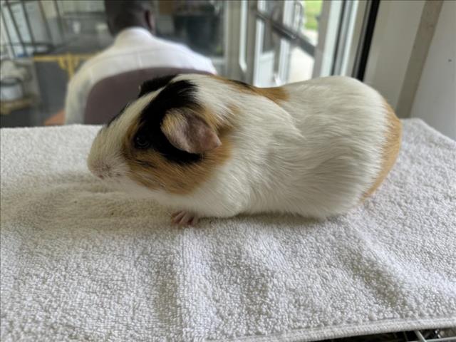 adoptable Guinea Pig in District Heights, MD named *ACE