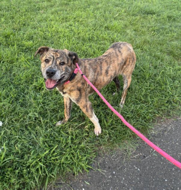 adoptable Dog in District Heights, MD named *BUCKY