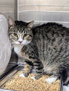 adoptable Cat in District Heights, MD named KING