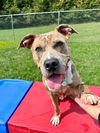 adoptable Dog in District Heights, MD named *LOVEBUG