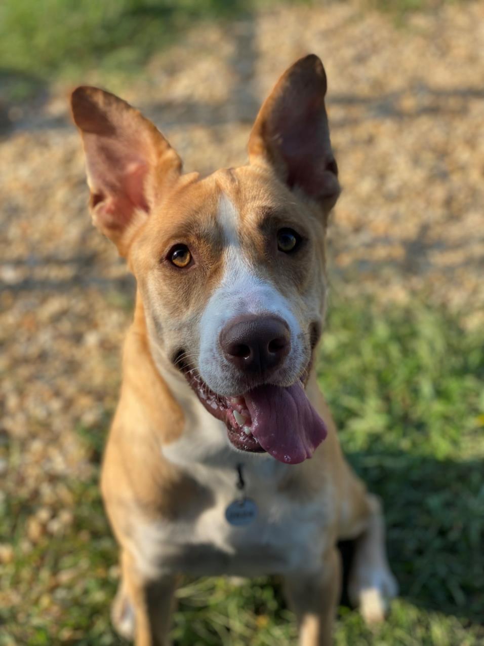 adoptable Dog in District Heights, MD named *PACO