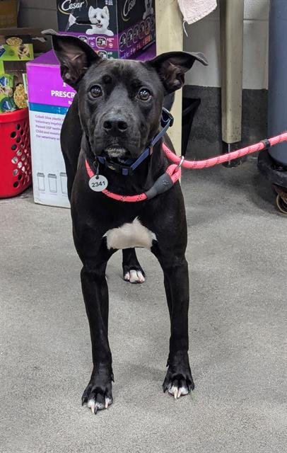 adoptable Dog in District Heights, MD named ROCKY