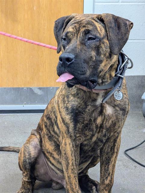 adoptable Dog in District Heights, MD named *EMPIRE