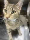 adoptable Cat in District Heights, MD named *ELLA