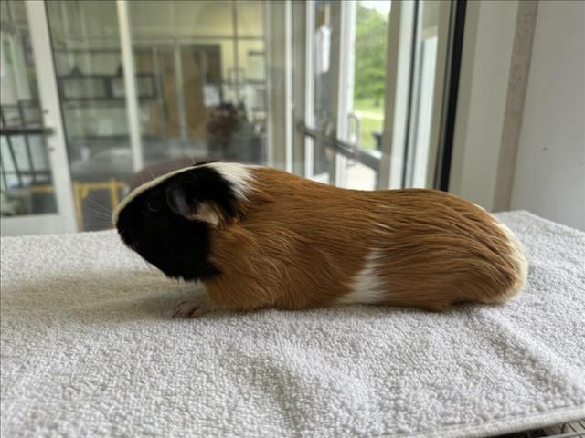 adoptable Guinea Pig in District Heights, MD named *TYRONE