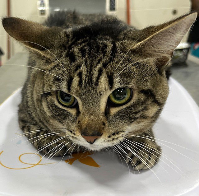 adoptable Cat in District Heights, MD named *BRADLEY