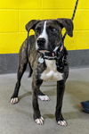 adoptable Dog in District Heights, MD named *BRISQUE